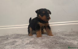 Airedale Terrier dogs for sale: Champion Coralita Airedale puppies  - Image 2