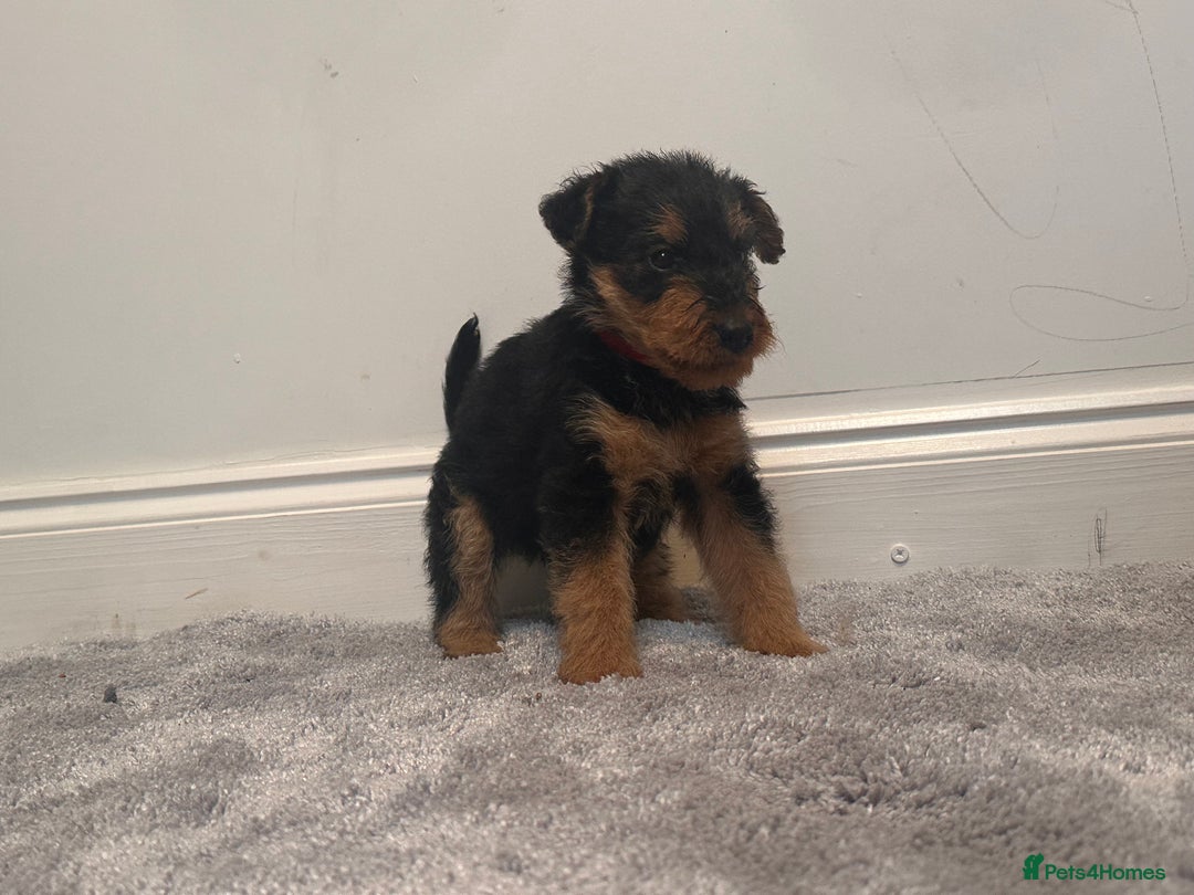 Airedale Terrier dogs for sale: Champion Coralita Airedale puppies  - Image 2
