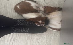 Mixed Breed dogs for sale: Jack Tzu puppies - Image 4