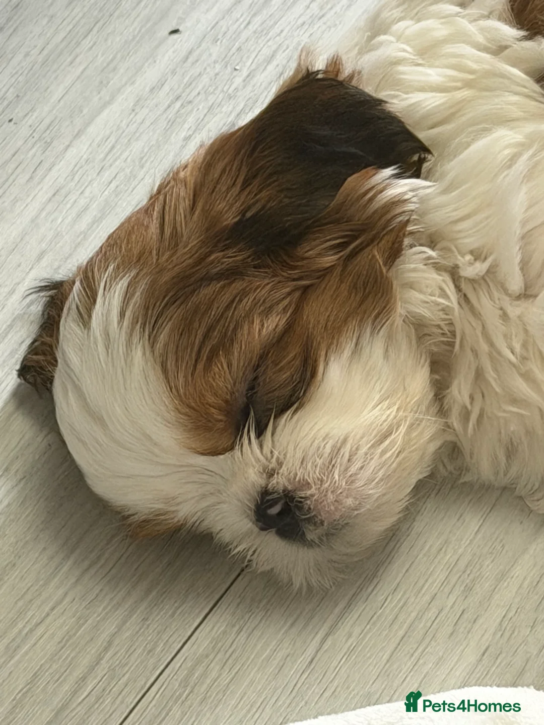 Shih Tzu dogs for sale: Male Shih Tzu  - Advert 2