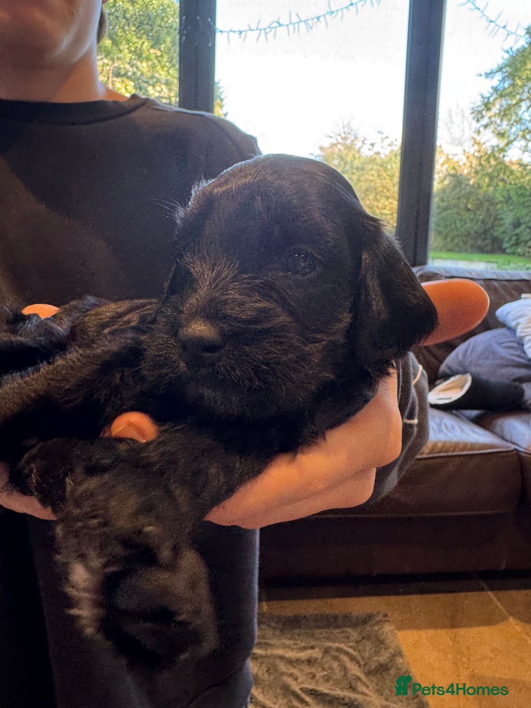 Mixed Breed dogs for sale: Sprockerpoo puppies for sale - Advert 16