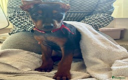Mixed Breed dogs for sale: Laizhou Hong - Chinese Red Dog puppies - Image 25