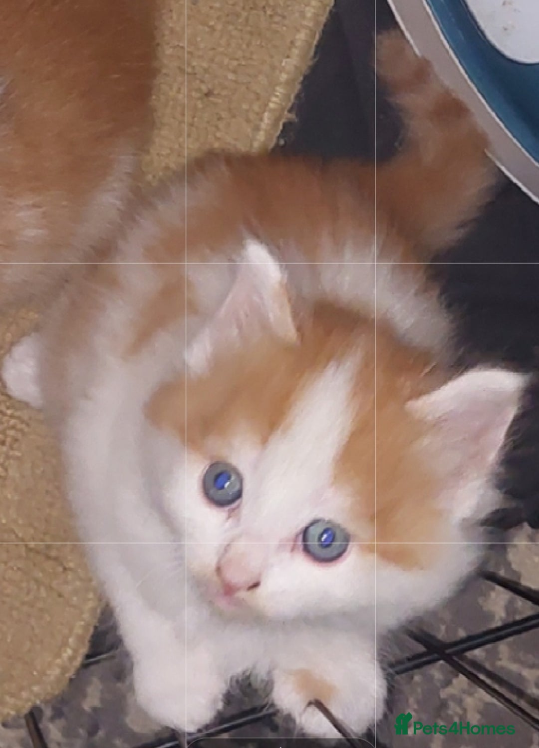 Mixed Breed cats for sale: 2 fluffy ginger boys  - Advert 9