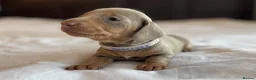 Miniature Dachshund dogs for sale: Tiny Chunky Miniature Dachshund  - Advert 2