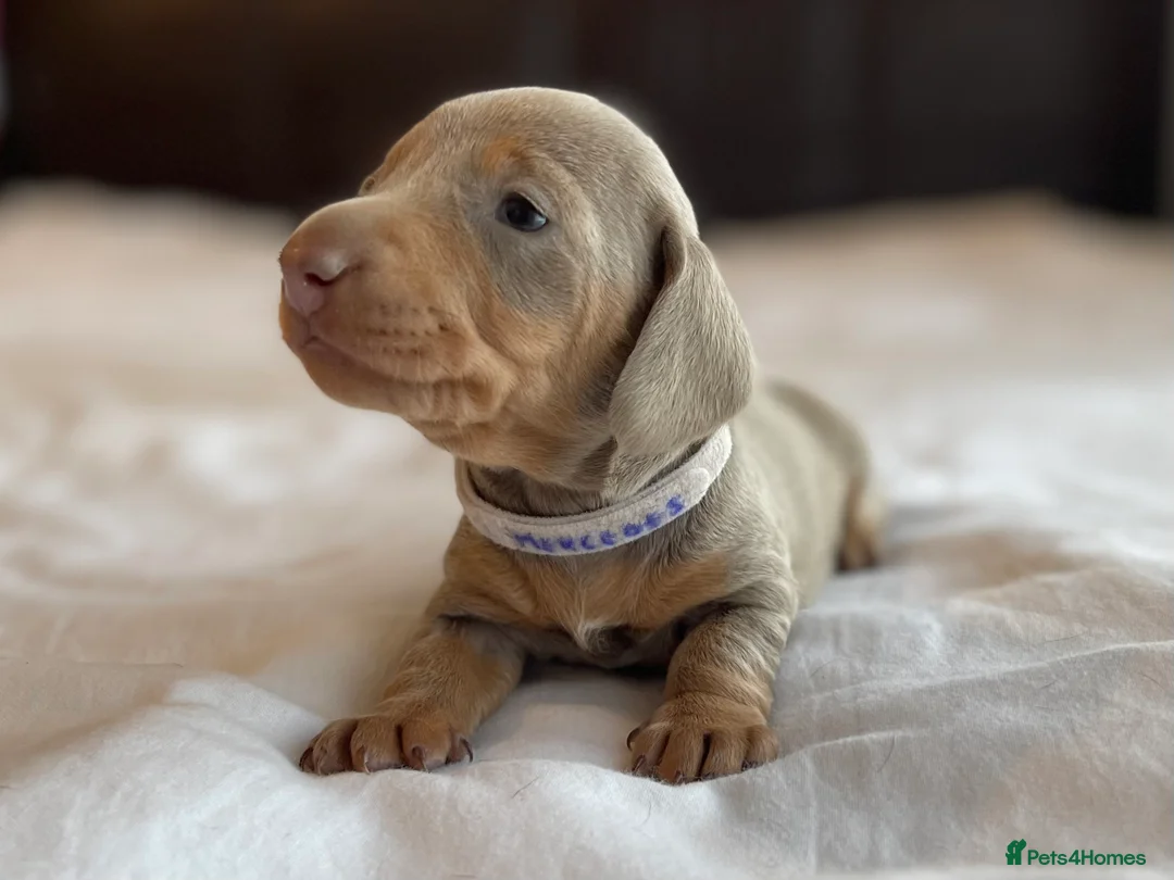Miniature Dachshund dogs for sale: Tiny Chunky Miniature Dachshund  - Advert 2