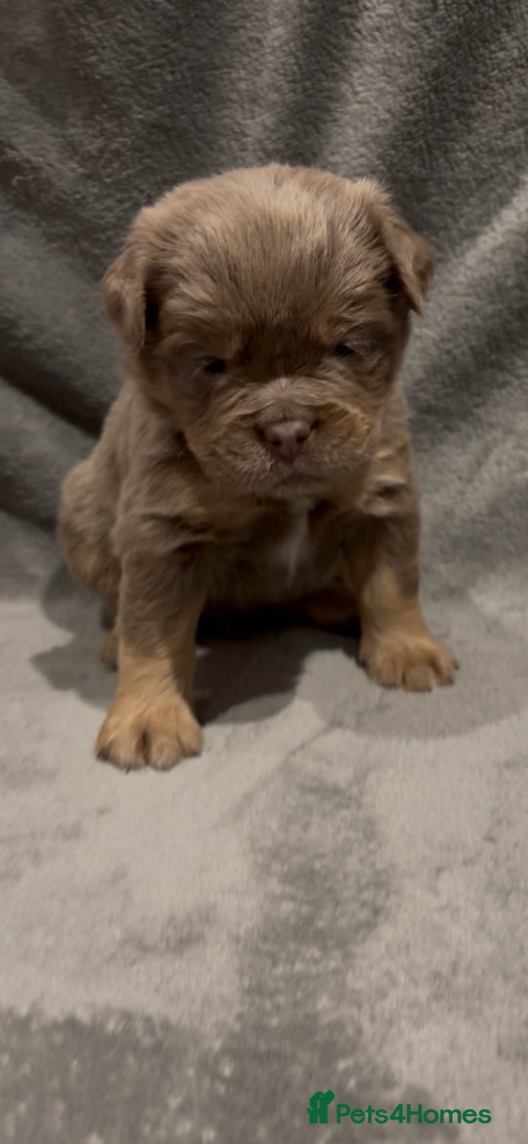 Olde English Bulldogge dogs for sale: Olde english ‘mammut’ bulldog  - Advert 5