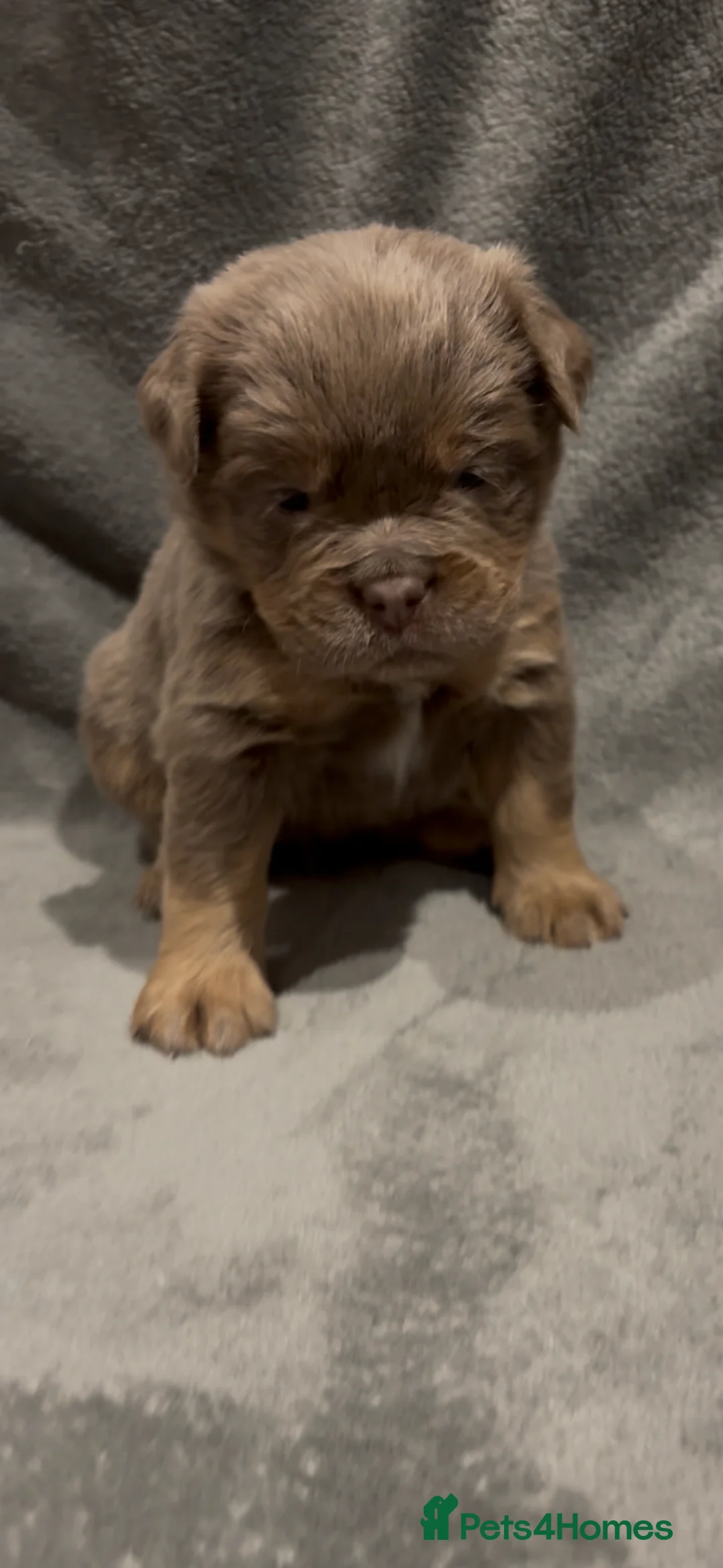 Olde English Bulldogge dogs for sale: Olde english ‘mammut’ bulldog  - Advert 5
