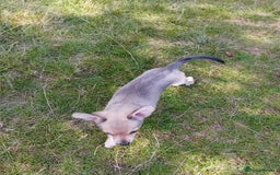Miniature Pinscher dogs for sale: Mini pinscher for sele  - Image 4
