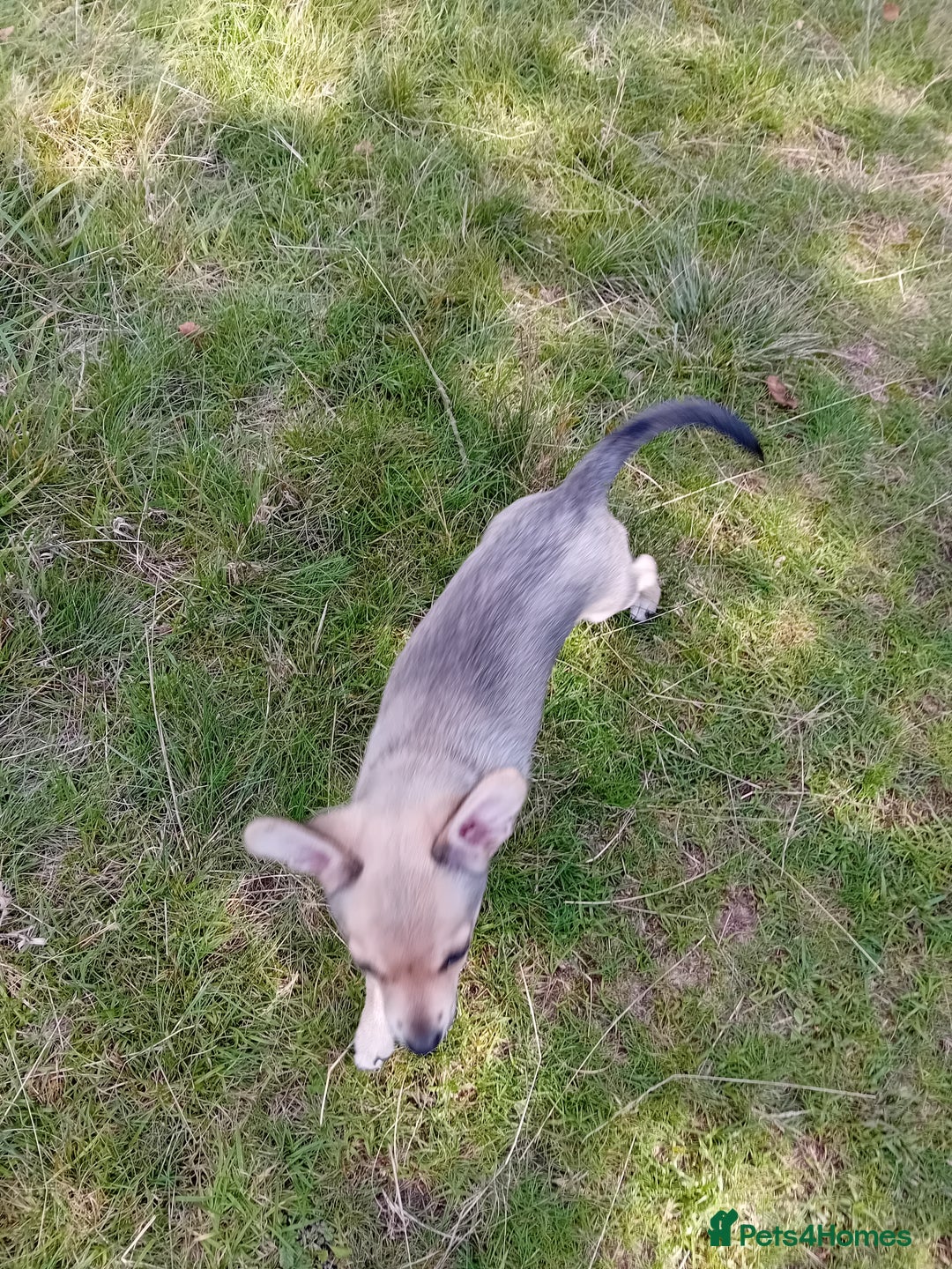 Miniature Pinscher dogs for sale: Mini pinscher for sele  - Image 4