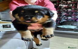 Rottweiler dogs for sale: Elite German Bloodline Rottweiller Puppies - Image 11