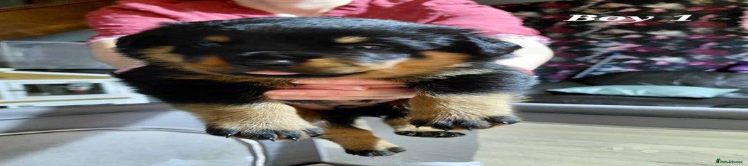 Rottweiler Puppy 1