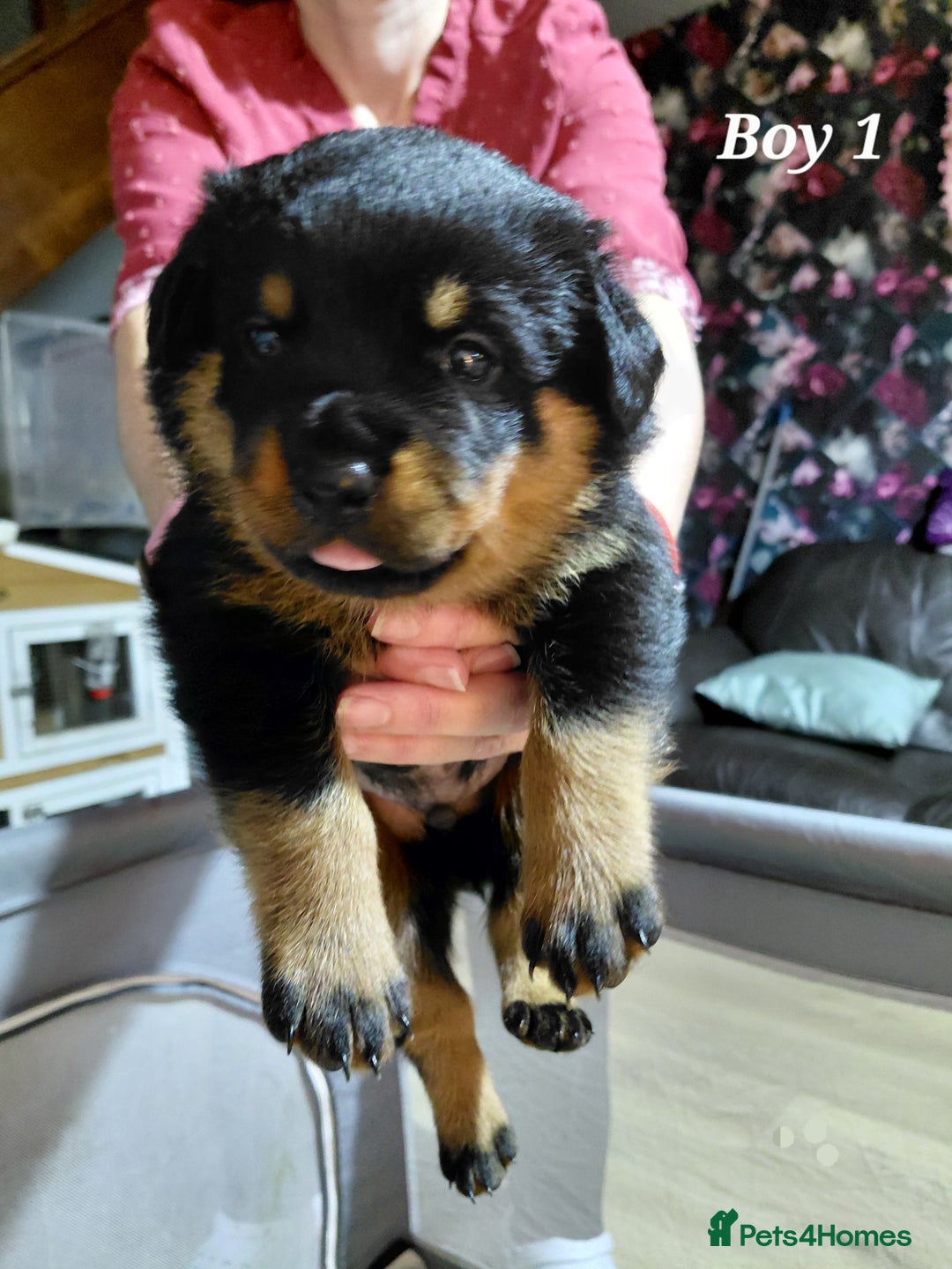 Rottweiler dogs for sale: Elite German Bloodline Rottweiller Puppies - Image 11