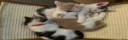 Mixed Breed cats for sale: 6 adorable kittens - Advert 10