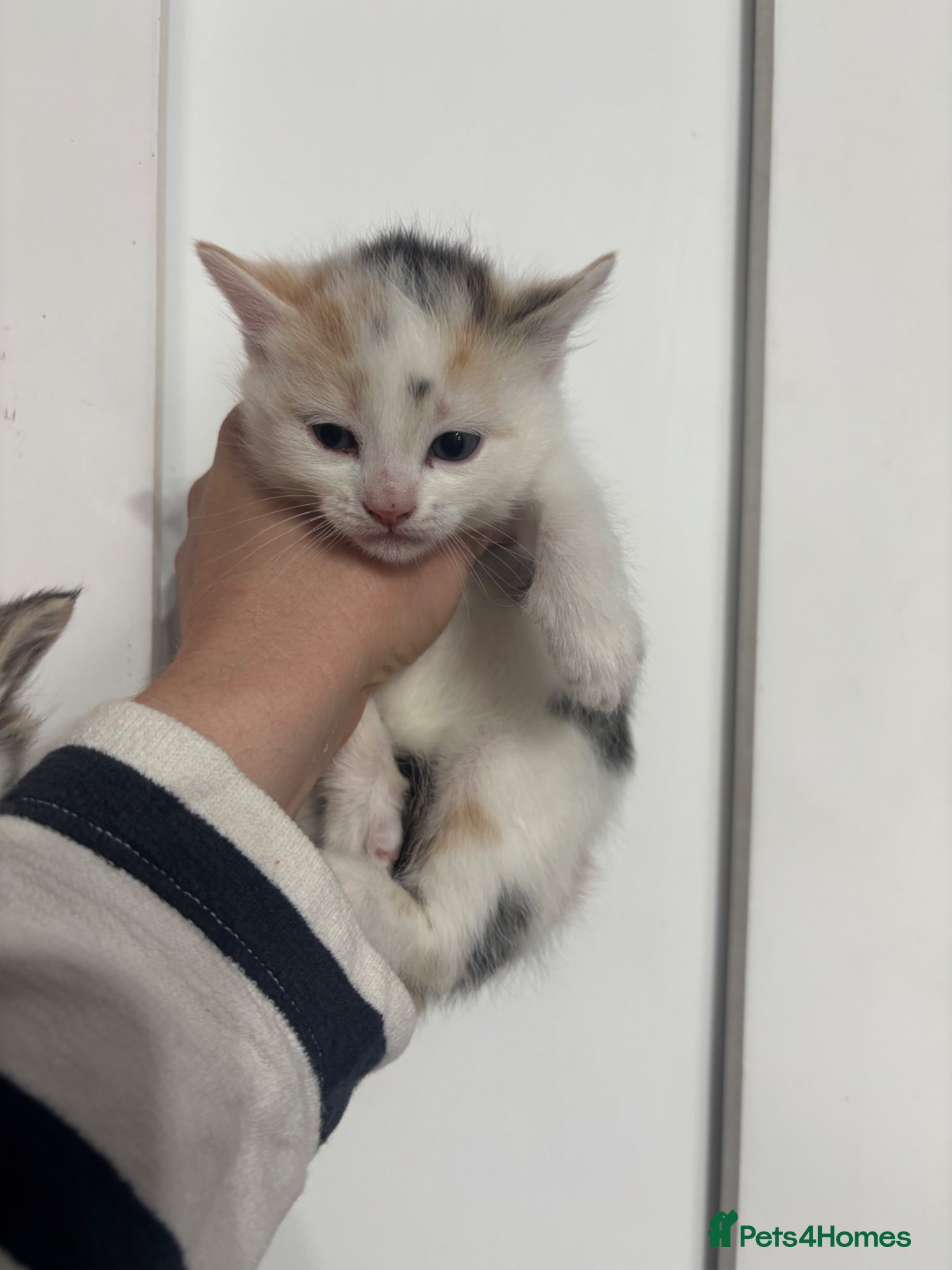 Mixed Breed cats Beautiful kittens 3 left ready NOW - Advert 2