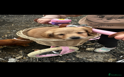 Miniature Dachshund dogs for sale: Miniature dachshund puppies  - Advert 8