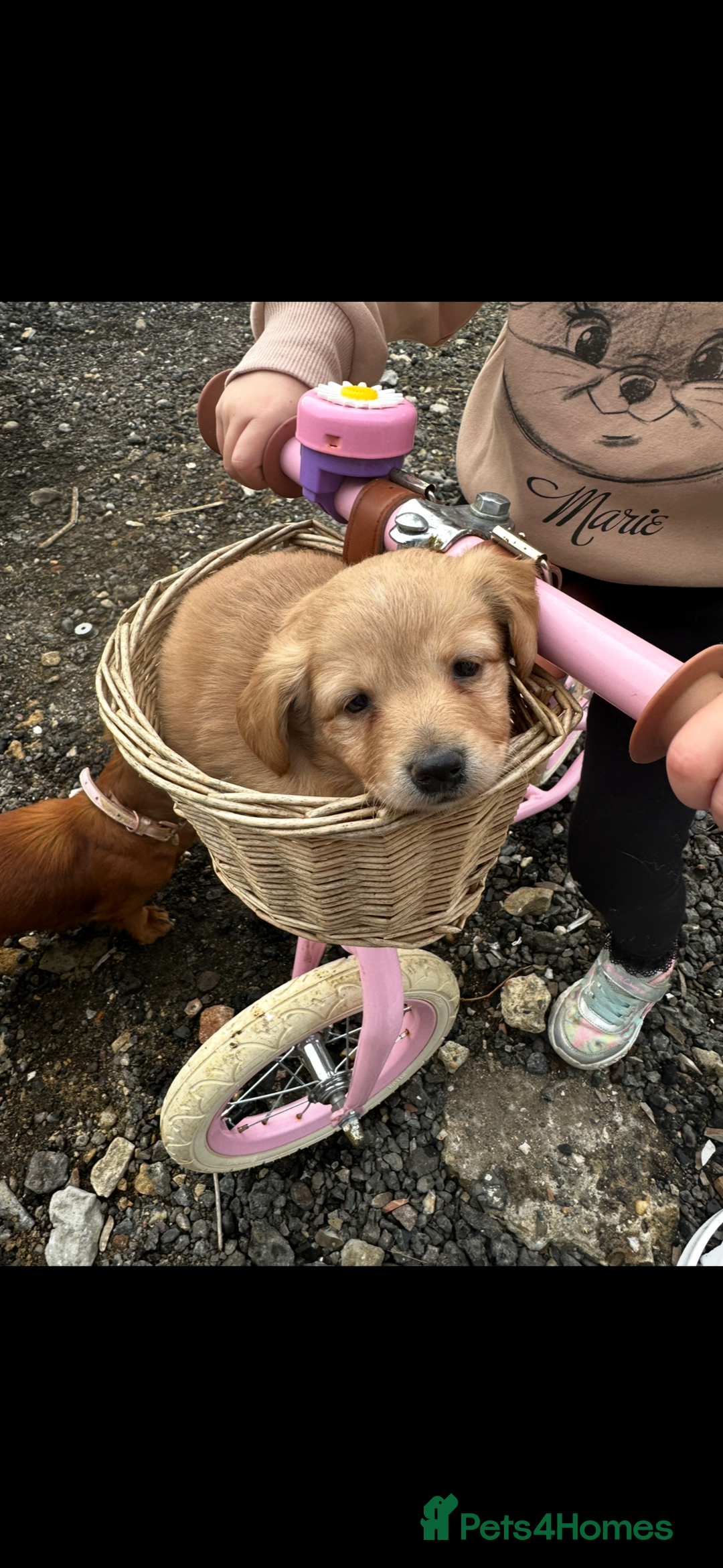 Miniature Dachshund dogs for sale: Miniature dachshund puppies  - Advert 8