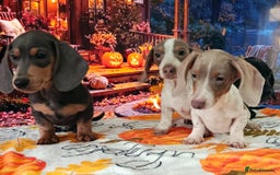 Miniature Dachshund dogs for sale: Fully vac RAINBOW MIX MINI DAXI KC REG PRA CLR - Image 4