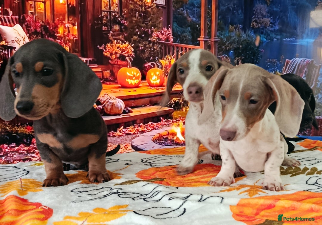 Miniature Dachshund dogs for sale: Fully vac RAINBOW MIX MINI DAXI KC REG PRA CLR - Image 4