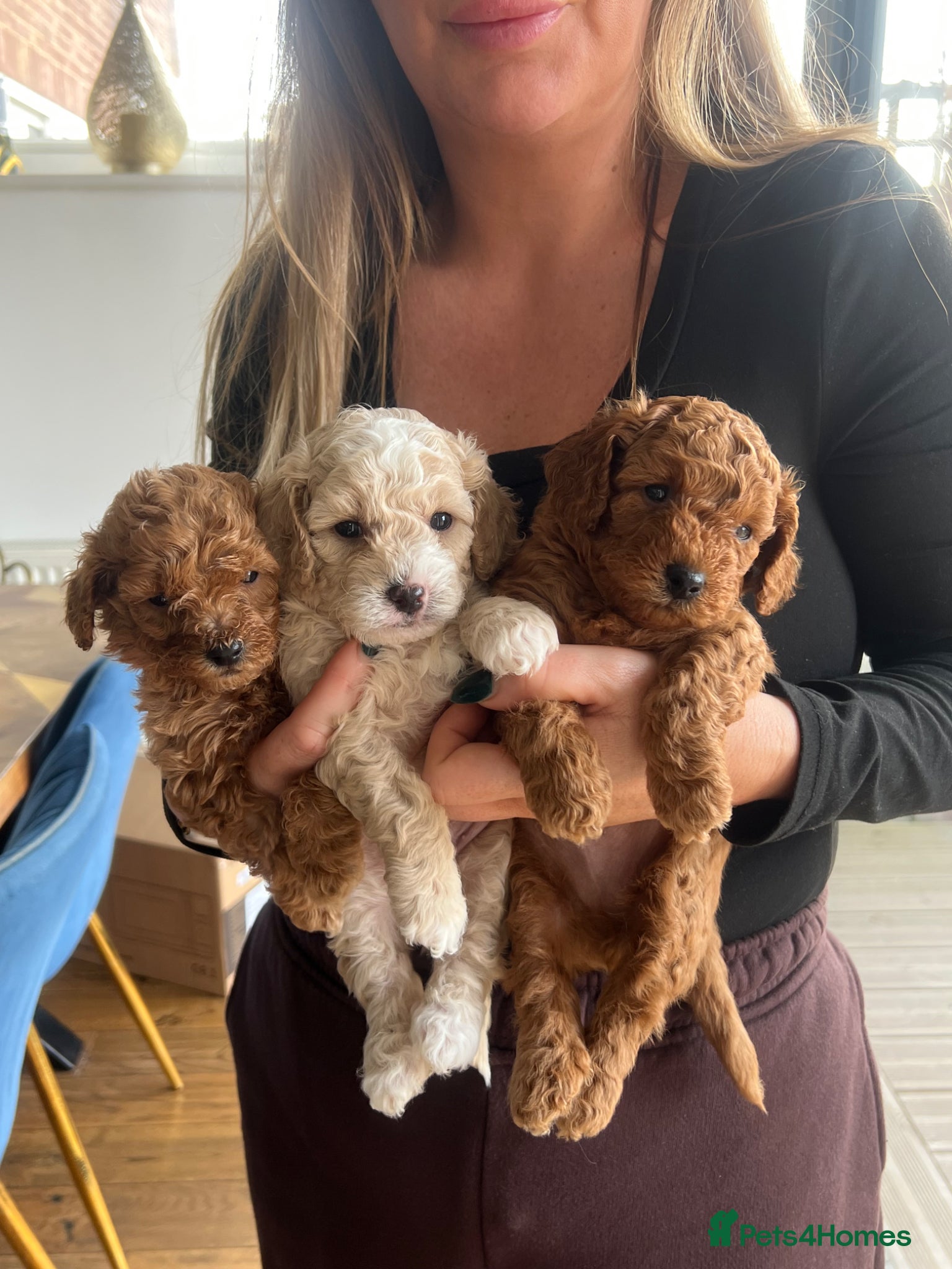 Toy Poodle dogs Toy poodle x puppies ready soon - Advert 1