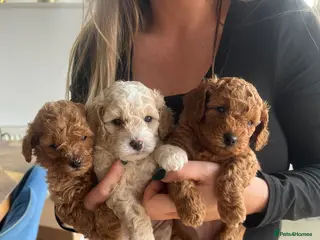 Toy Poodle dogs Toy poodle x puppies ready soon - Advert 3
