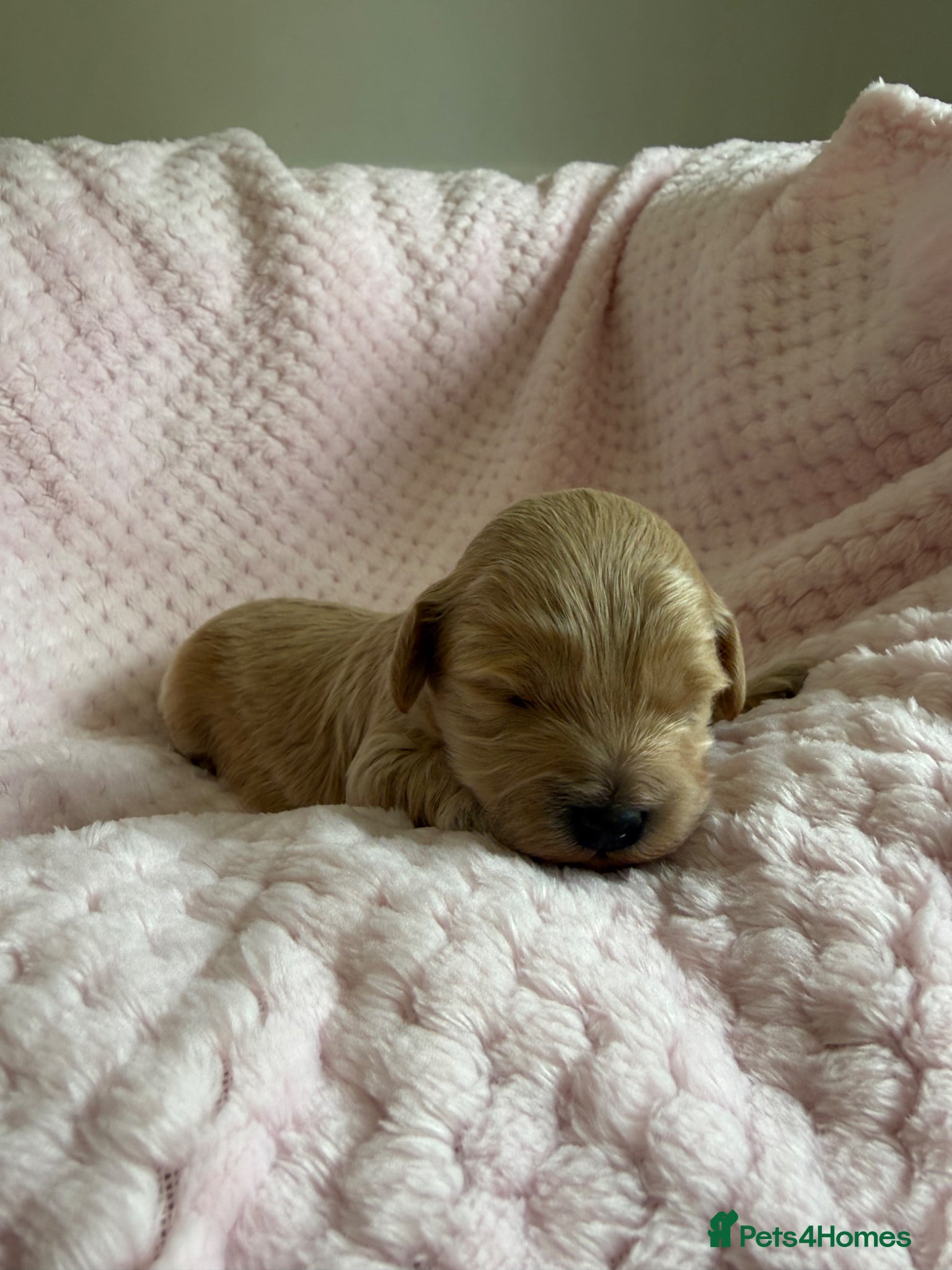 Maltipoo dogs for sale: Champagne F1 Maltipoo Puppies  in Chelmsford - Advert 9