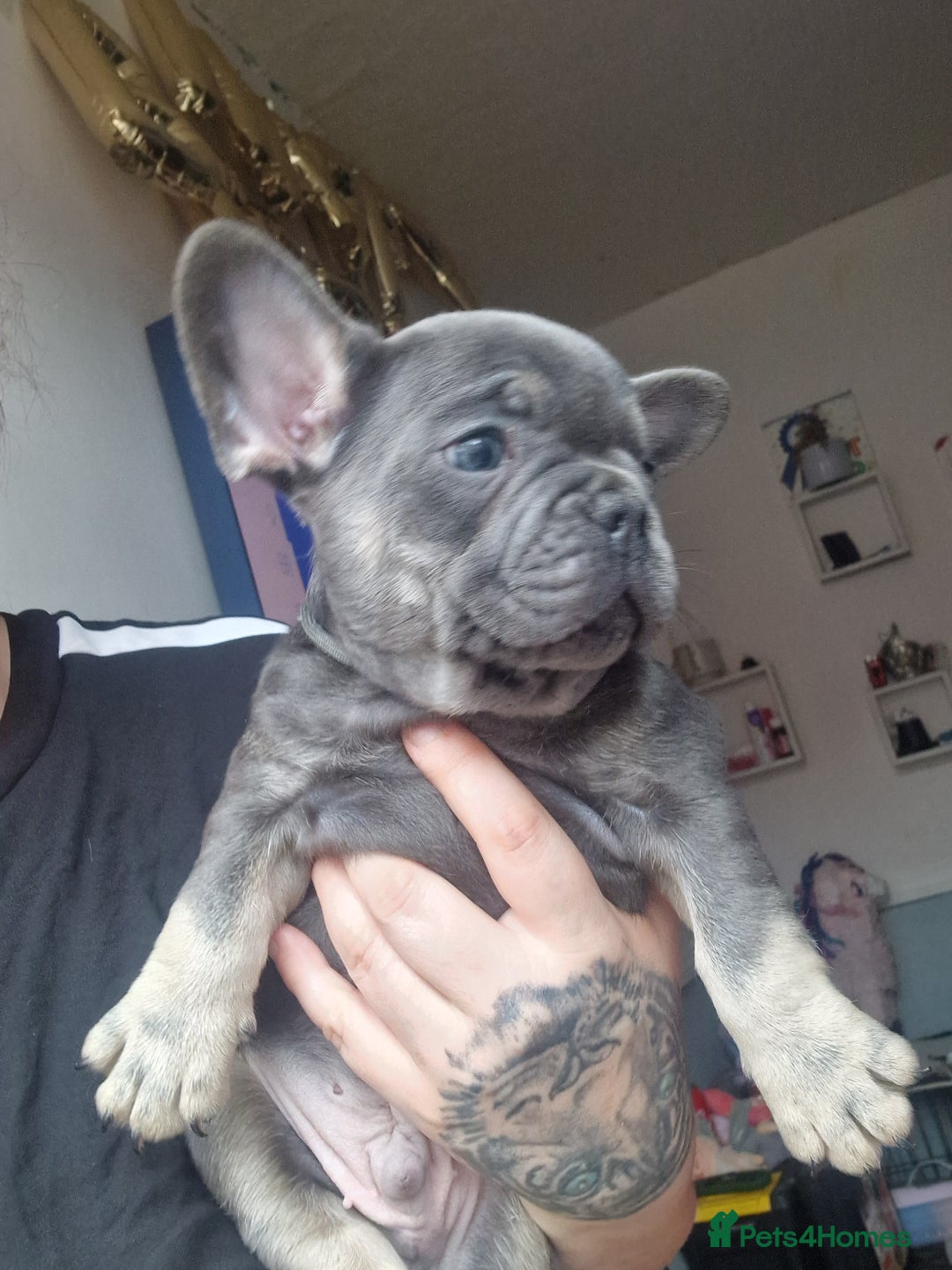 French Bulldog dogs for sale: Beautiful brindle french-bulldog girl left!  - Image 18