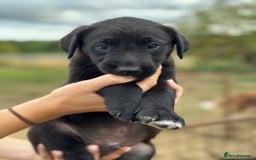 Borador dogs for sale: Beautiful intelligent Borderdors for sale  - Image 10