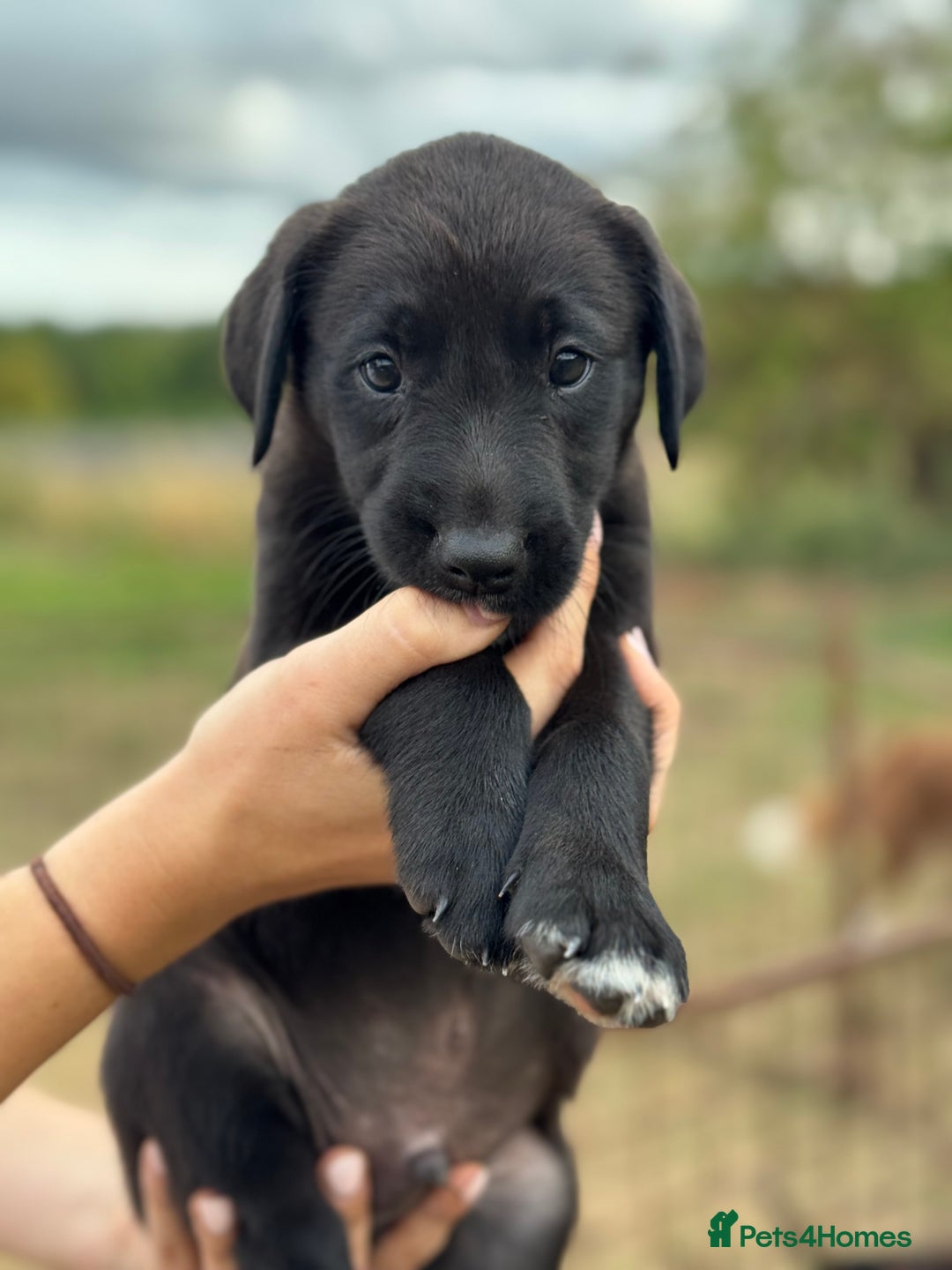 Borador dogs for sale: Beautiful intelligent Borderdors for sale  - Image 10