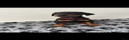 Dobermann dogs for sale: REDUCED TO £1200 1 boy left! 9 Doberman Puppies - Advert 15