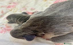 French Bulldog dogs for sale: 3 gorgeous grey French Bulldogs for sale - Image 8