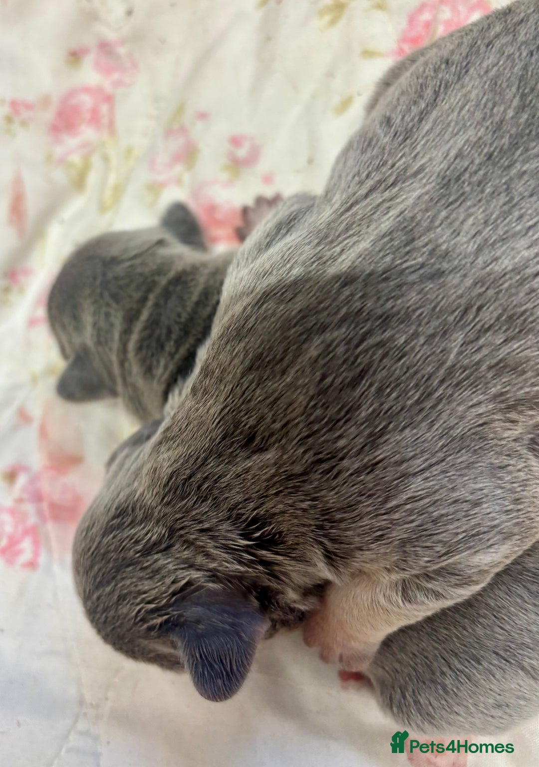 French Bulldog dogs for sale: 3 gorgeous grey French Bulldogs for sale - Image 8