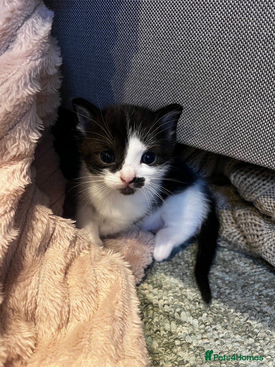 Ragdoll cats for sale: Ragdoll X kittens  - Advert 9