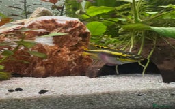Plecos fish for sale: Juvenile bristle-nose plecos - Image 7