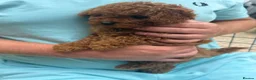 Toy Poodle dogs for sale: Toy poodle puppies - Advert 3