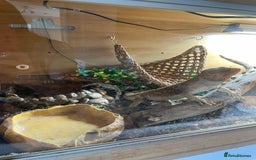Bearded Dragon reptiles for sale: Bearded Dragon 20 months old  - Image 6