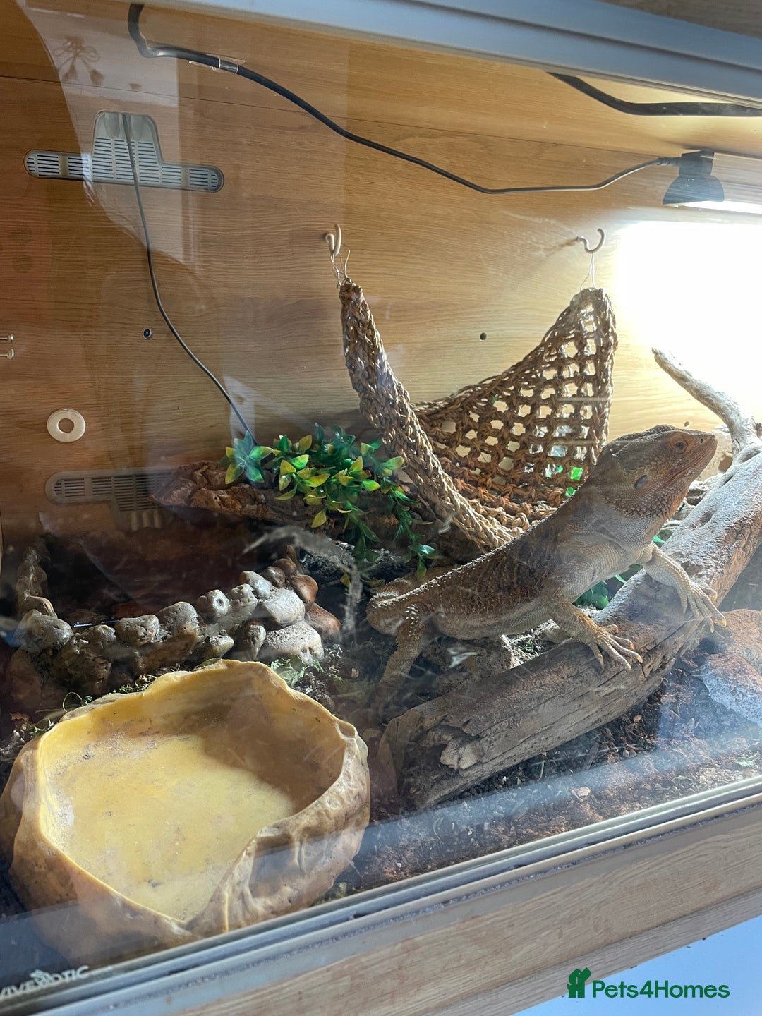 Bearded Dragon reptiles for sale: Bearded Dragon 20 months old  - Image 6