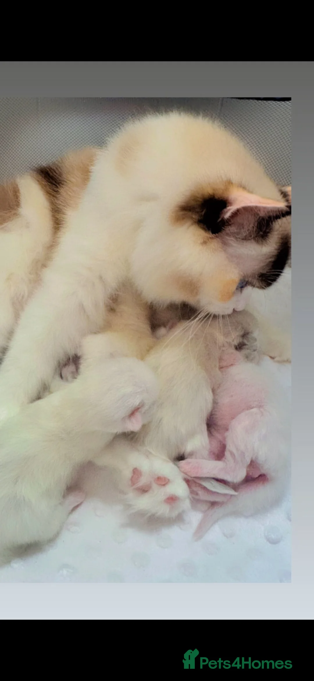 Ragdoll cats for sale: Rare Blue Torte Bi Colour Lynx  - Advert 1