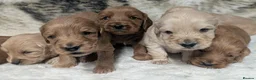 Cockapoo dogs for sale: Quality, DNA Health Clear F1 Cockapoo puppies - Advert 3