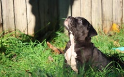 Presa Canario dogs for sale: Presa canario puppies (recognised breeder) - Image 24