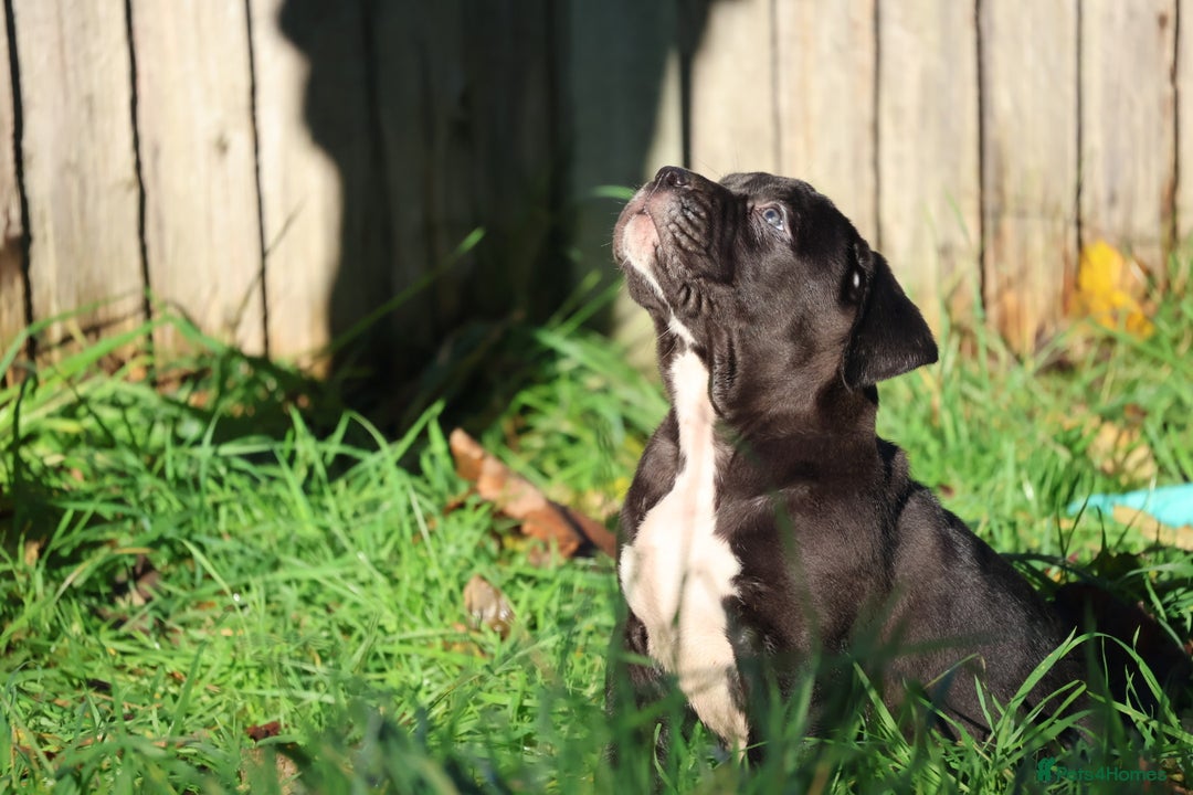 Presa Canario dogs for sale: Presa canario puppies (recognised breeder) - Image 24