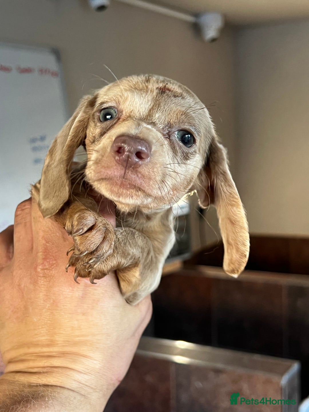 Miniature Dachshund dogs for sale: Miniature dachshund  - Image 2