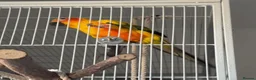 Conures birds for sale: Sun Conure Rehoming!  - Advert 6