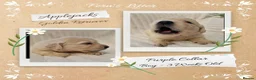 Golden Retriever dogs for sale: Quality Golden Retriever Puppies - Advert 3