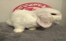 Mini Lop rabbits for sale: Purebred Minilops - Image 3