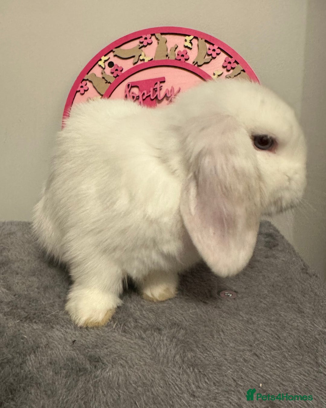 Mini Lop rabbits for sale: Purebred Minilops - Image 3