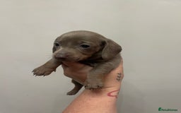 Dachshund dogs for sale: Beautiful Dachshund puppies - Image 7