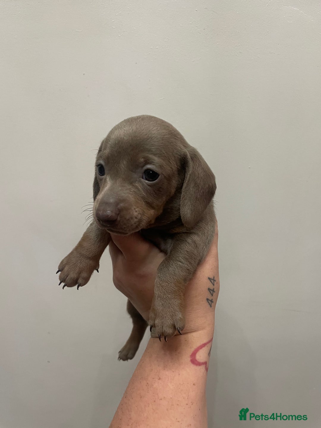 Dachshund dogs for sale: Beautiful Dachshund puppies - Image 7