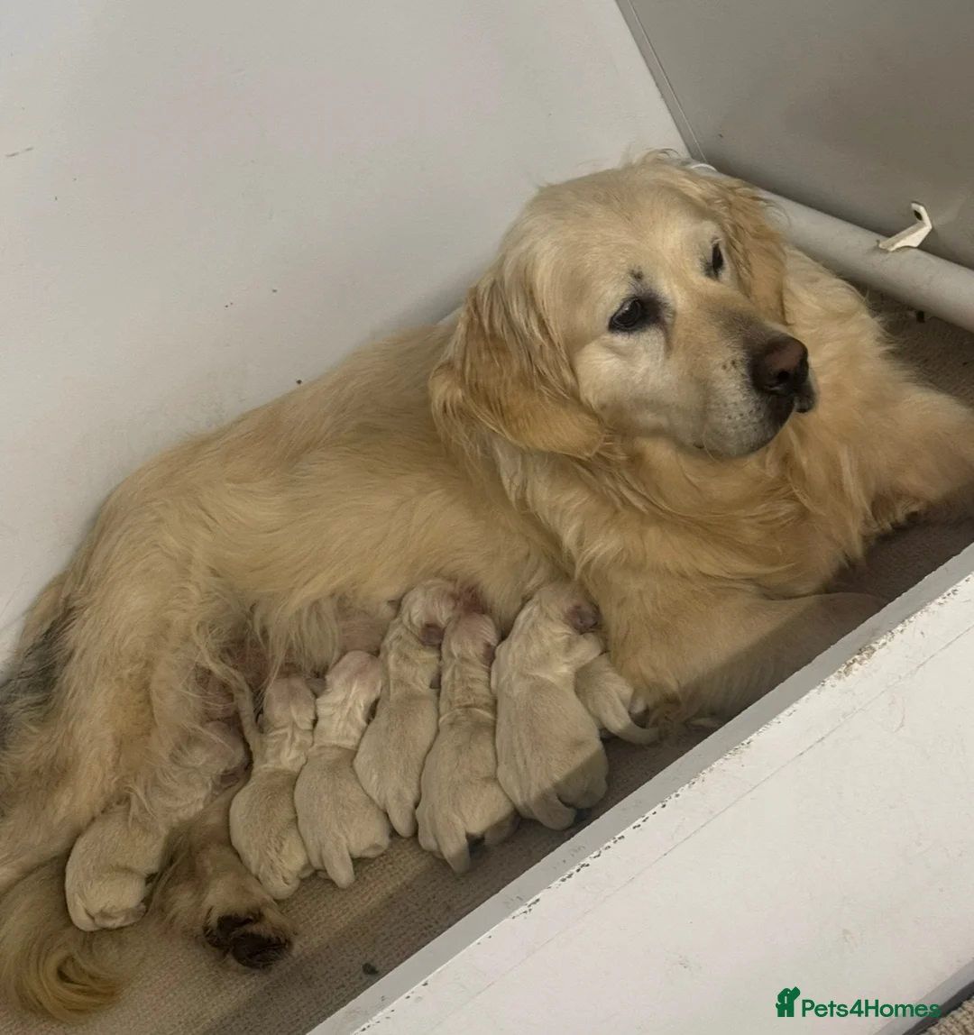 Golden Retriever dogs for sale: KC Reg Golden Retriever  - Advert 1
