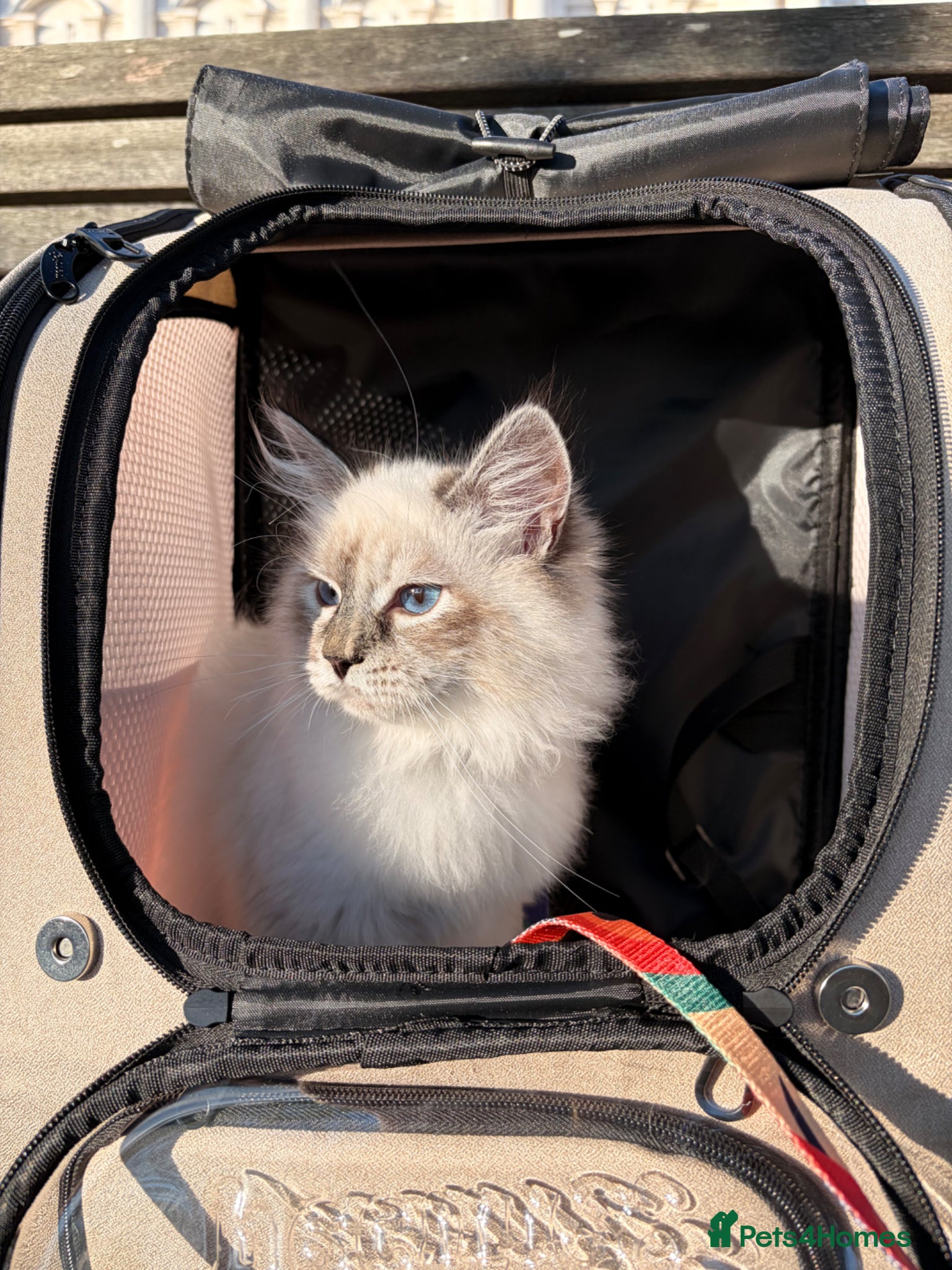 Siberian cats 🏆Champion line Kitten rehome - Advert 18