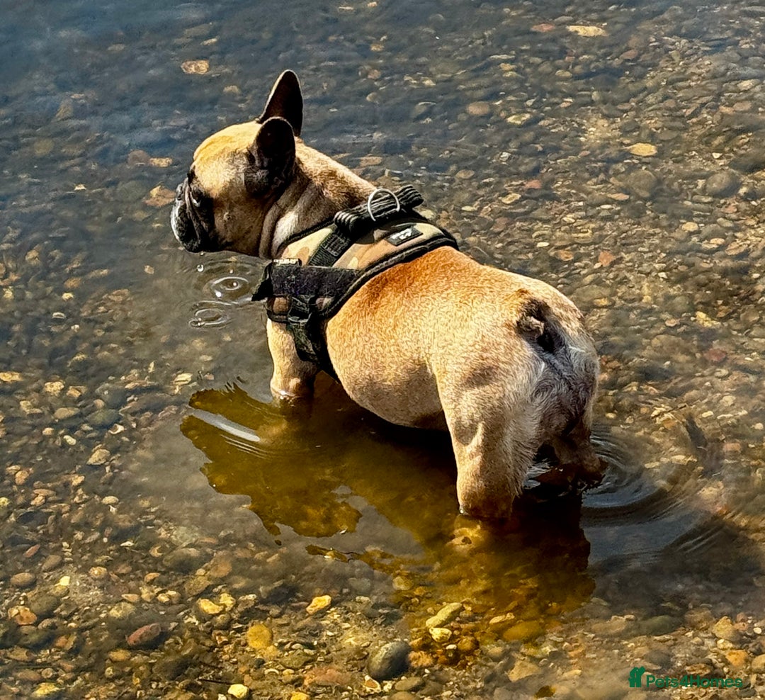 Mixed Breed dogs for sale: French Bulldog x Standard Bully Pups - Advert 12